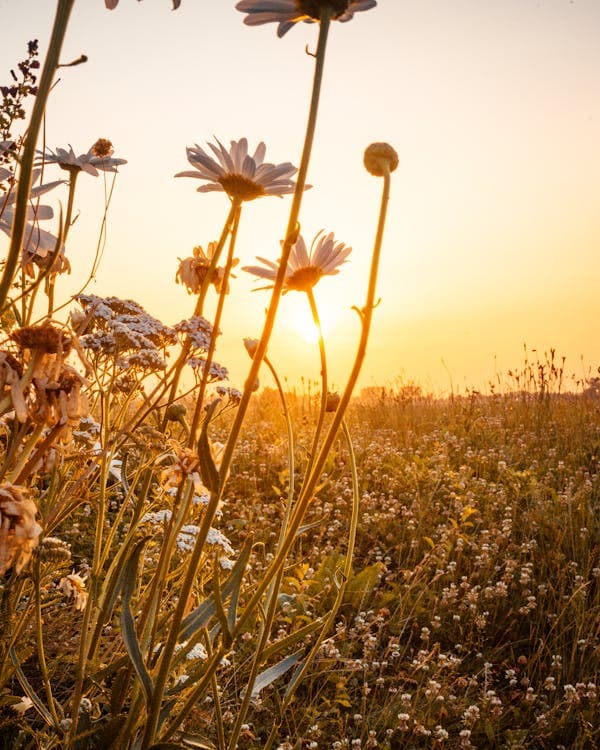 Flower field at sunrise