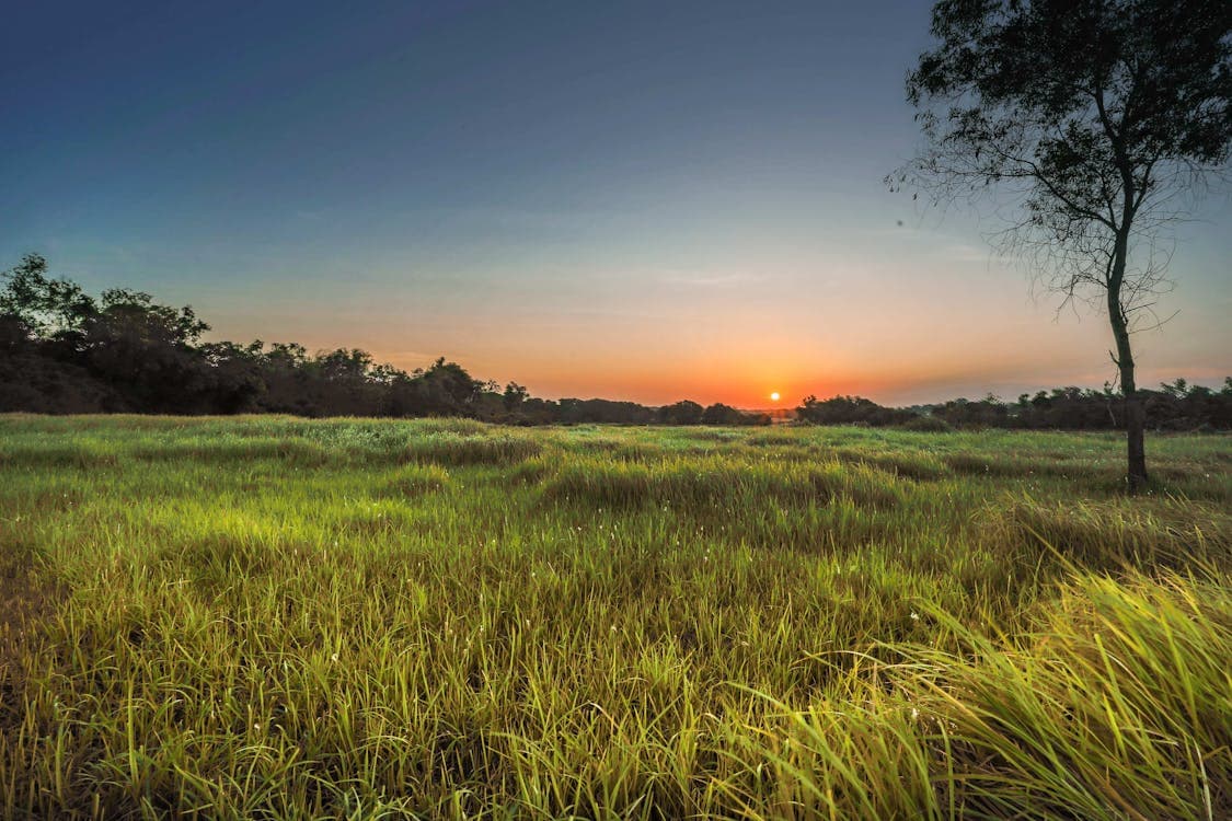 Golden sunrise over a lush green field
