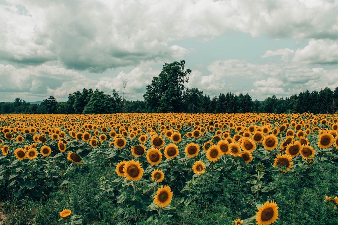 Sunflower field glowing in warm light