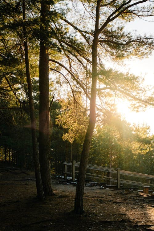 Sunlit forest path in golden light